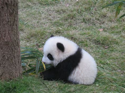 #babypandabears | Panda bear, Baby panda bears, Funny panda pictures
