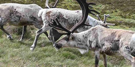 Cairngorm Reindeer | See The Only Free Roaming Reindeer