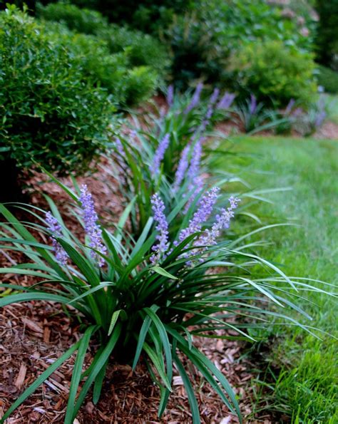 50 Liriope Bare Root Plants aka Monkey Grass / Lilyturf image 0 Edging ...