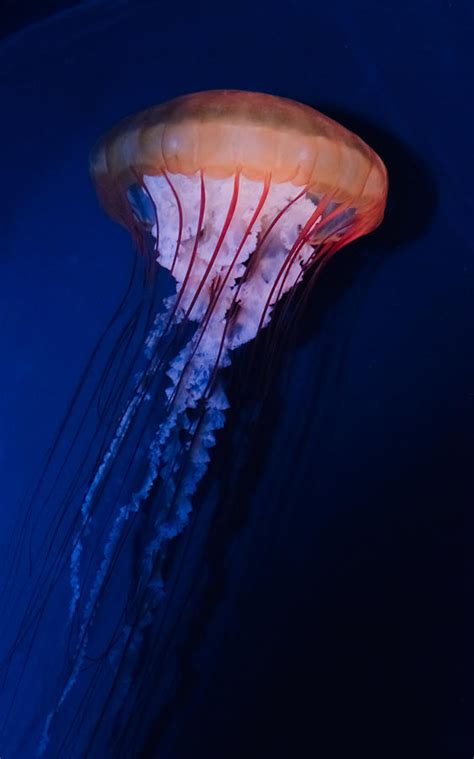 Man of War Jellyfish Photograph by Renee Barnes - Pixels