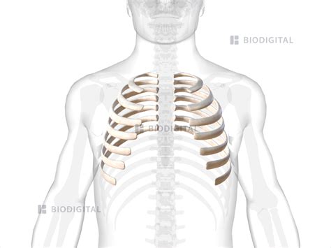 True ribs | BioDigital Anatomy