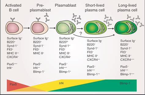 plasma cell cd marker – Libracha