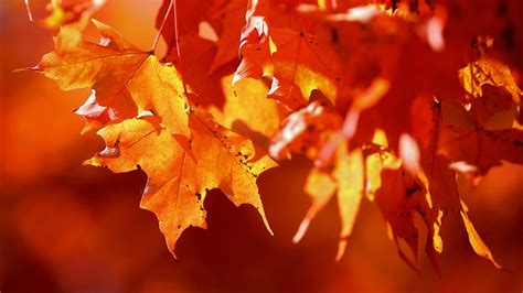 Ohio fall foliage map 2023: When to expect peak colors this year