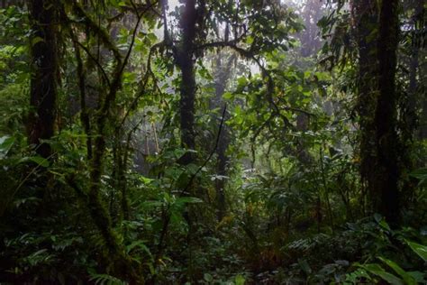 18 Things to KNOW Before Visiting Monteverde Cloud Forest