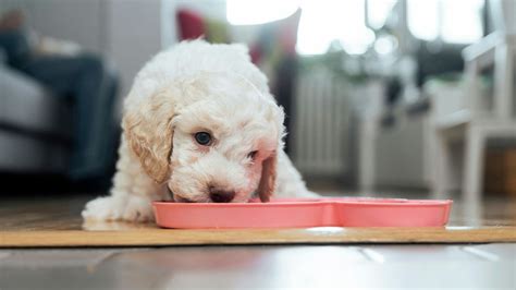 Best puppy food for sensitive stomachs