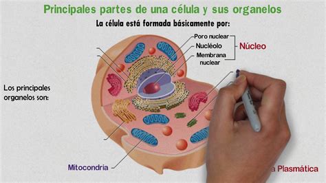 Memorándum impaciente público celula con todos sus organelos repetición inventar Increíble