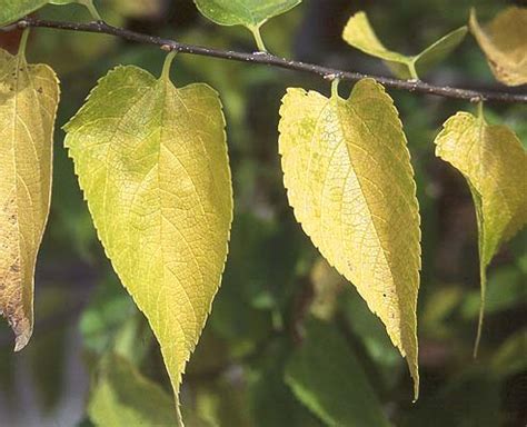 Celtis occidentalis | Landscape Plants | Oregon State University