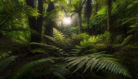 Fernland (2018) | New Zealand | Marc Adamus Photography