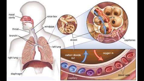 Biology - How do we breathe and how respiratory system works - 3D ...