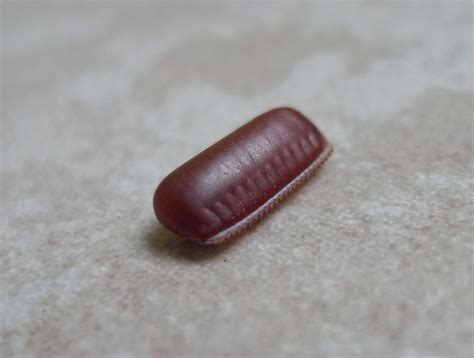 American Cockroach Egg Case | Near Xico, state of Veracruz, … | Flickr