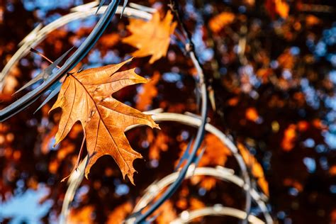 Free Images : nature, maple leaf, sky, autumn, orange, branch, deciduous, twig, woody plant ...