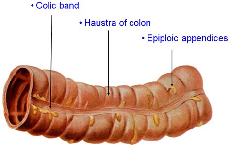 Doctors Network: Alimentary system