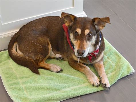 DIY Dog Cooling Mat is easy to make.