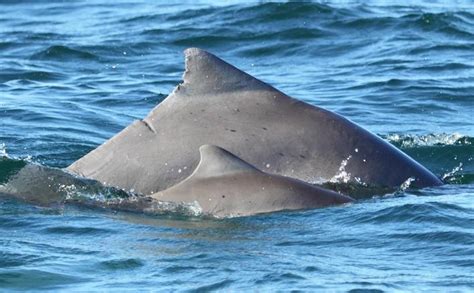 Atlantic Humpback Dolphin – "OCEAN TREASURES" Memorial Library