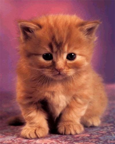 Chaton mignon roux | Chaton roux, Chaton mignon, Chat mignon