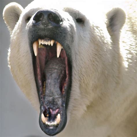 Angry Polar Bear - YouTube