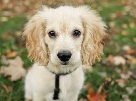 Cocker Spaniel Feist Mix - Photos All Recommendation