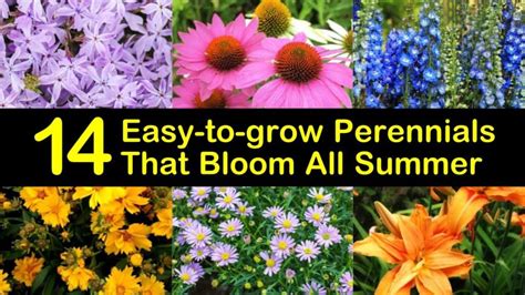 Helpful Tricks for Growing Flowering Perennials