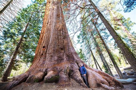 40 Giant Sequoia California Redwood Sequoiadendron giganteum | Etsy