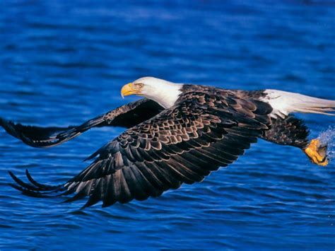 Wallpaper DB: bald eagle wallpaper