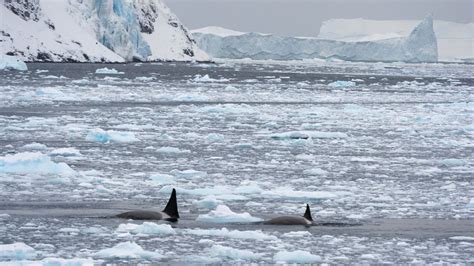 Orcas are learning terrifying new behaviors. Are they getting smarter? | Live Science