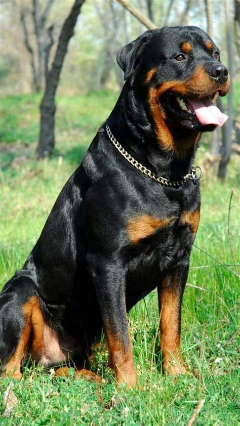 Rottweiler To Pit Bull-7 Scariest Looking Dog Breeds