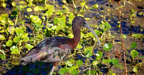 Ten Thousand Islands National Wildlife Refuge | U.S. Fish & Wildlife ...