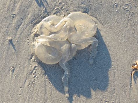 Jellyfish Mesoglea. Decomposing jellyfish.