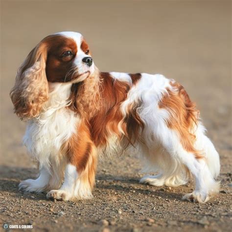 Cavalier King Charles Spaniel Color Chart | Coats and Colors