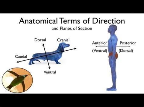 anatomical terms of direction and planes of section dorsal cranial anterior posterior ventral ...