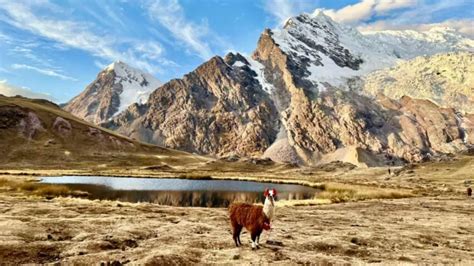 5 Best Llama Treks - Wildland Trekking