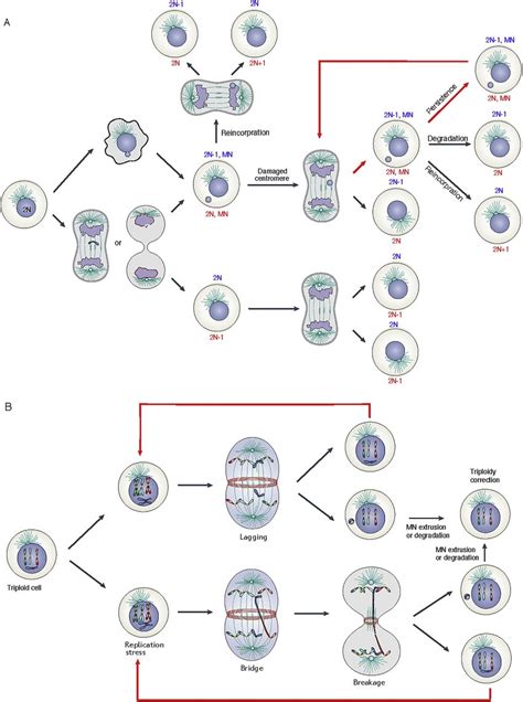 MN are cause and biomarker of numerical aneuploid in PN. (A)... | Download Scientific Diagram