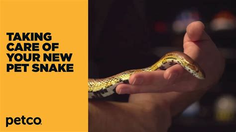 How to - New Pet Snake Care (Petco) - YouTube