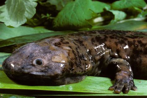 New species of giant salamander is the world's largest amphibian | New Scientist