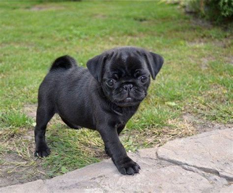 Pin on Black Pug Puppies