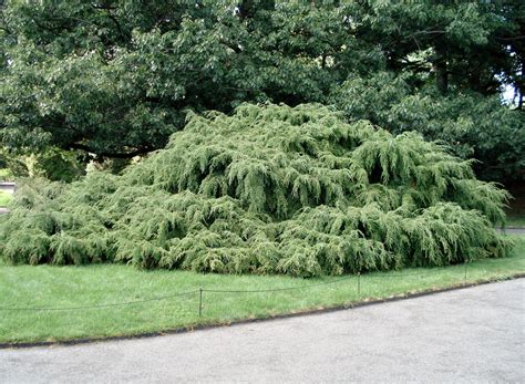 Tsuga Canadensis 'Pendula' - Pépinière Cramer Inc.