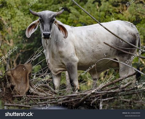 1,530 張 Bos indicus cattle 圖片、庫存照片和向量圖 | Shutterstock