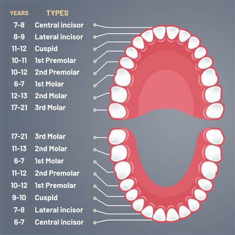 This is the Life Cycle of your Teeth | Wolf River Dental Center