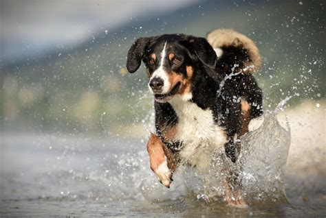 Dive into the Depths: Discover 75 Perfect Water Dog Names - Rocky Kanaka