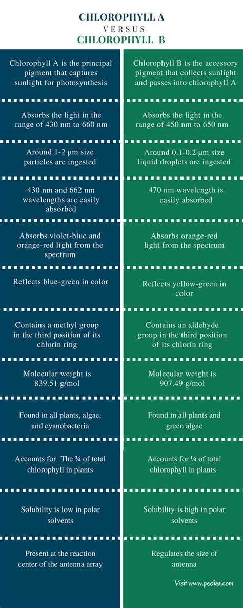 Difference Between Chlorophyll A and B | Definition, Characteristics ...