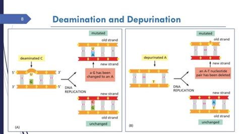 Dna repair mechanism