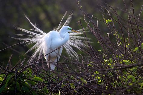 Great Egret Breeding Plumage by Mark Newman