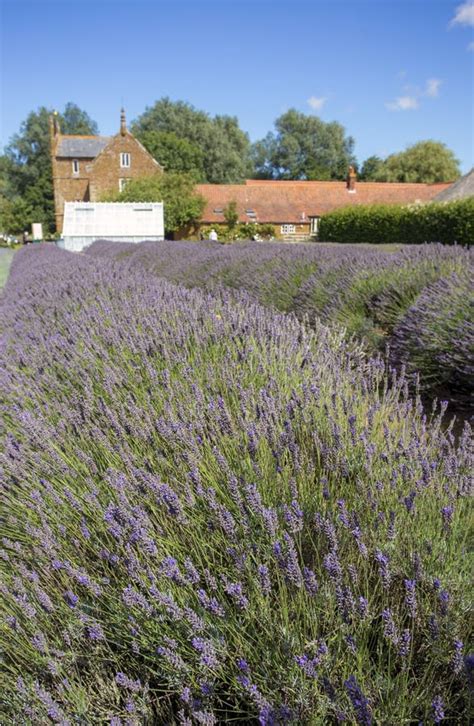 Norfolk Lavender vertical editorial stock photo. Image of smell - 113683543