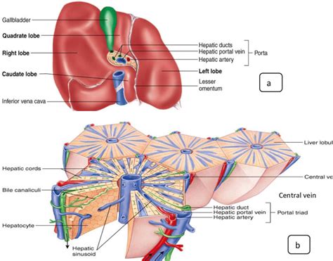 12):a:Lobes of the liver,b:Liver histology. (Seeley R.R., Stephens T.D.... | Download Scientific ...