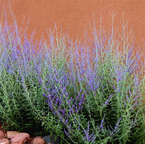 17 Best Plants for Hot Weather - Heat-Loving Plants