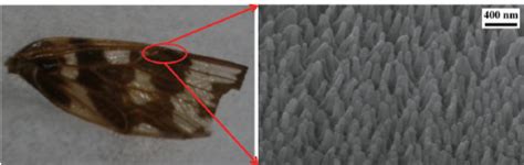 Cicada wing having nanostructures on the surface | Download Scientific ...