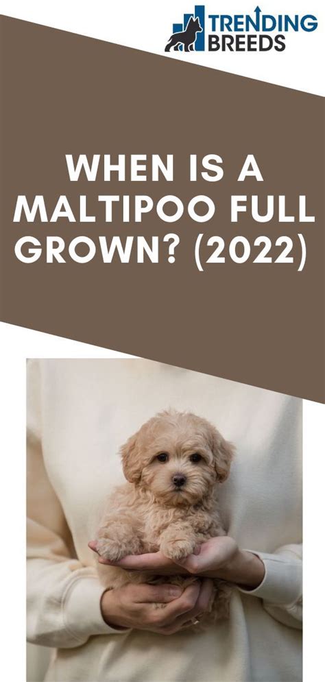 A Maltipoo is a cross between a Maltese and a Toy or Miniature Poodle ...