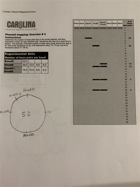 Solved How to do plasmid mapping, I am unsure of how to draw | Chegg.com