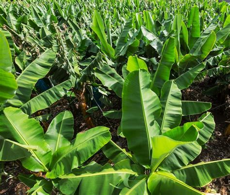 Premium Photo | Banana plantation