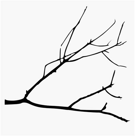 Transparent Tree Limb Png - Tree Branches Drawing Png, Png Download , Transparent Png Image ...